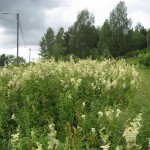 Mjødurt IMG_1895