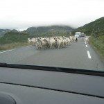 Geder på vejen IMG_1910