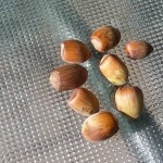 Zeller 20151002_132238 ZELLER