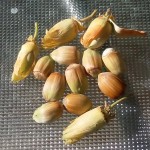 Lambert Filbert 20151002_135415 Lambert Filbert